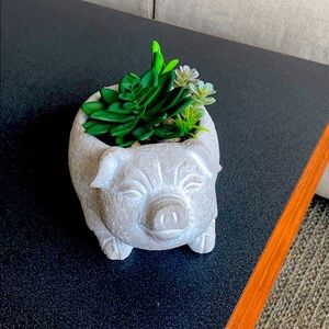 Decorative Succulents in a Pig
